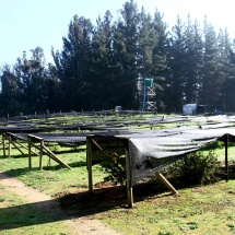 penuelas-13