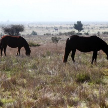 penuelas-18