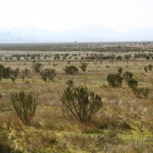 penuelas-29