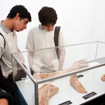 expo-bodies-13