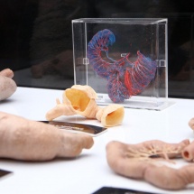 expo-bodies-15