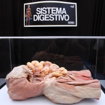 expo-bodies-16