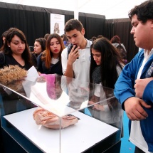 expo-bodies-17