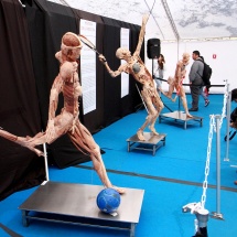 expo-bodies-24
