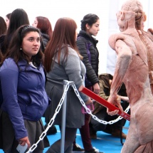 expo-bodies-26