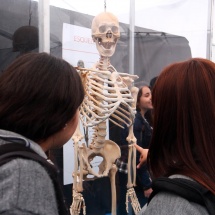 expo-bodies-7