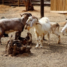 granja-educativa-quebrada-verde-11